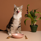 BIOFEED EUPHORIA HAIRBALL karma dla kota bez glutenu Indyk&Łosoś 400g